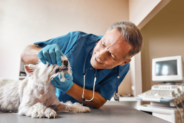 Best Same-Day Emergency Dental Services in Kensett, AR